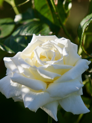 Memory Rose Single Cream Bloom