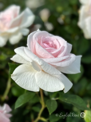 A Whiter Shade of Pale Rose - White/ Pale Pink Hybrid Tea Rose - Close up photo of one white/ pale pink open bloom with others in the background