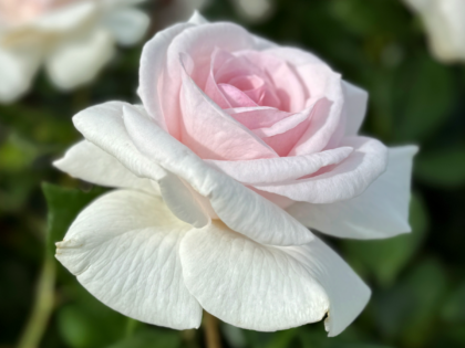 A Whiter Shade Of Pale Rose A Whiter Shade Of Pale Rose Image