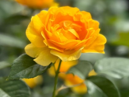 Absolutely Fabulous Rose - Yellow Floribunda Rose - Photograph of an open, yellow bloom and green foliage