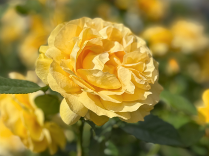 Absolutely Fabulous Rose Absolutely Fabulous Rose Image