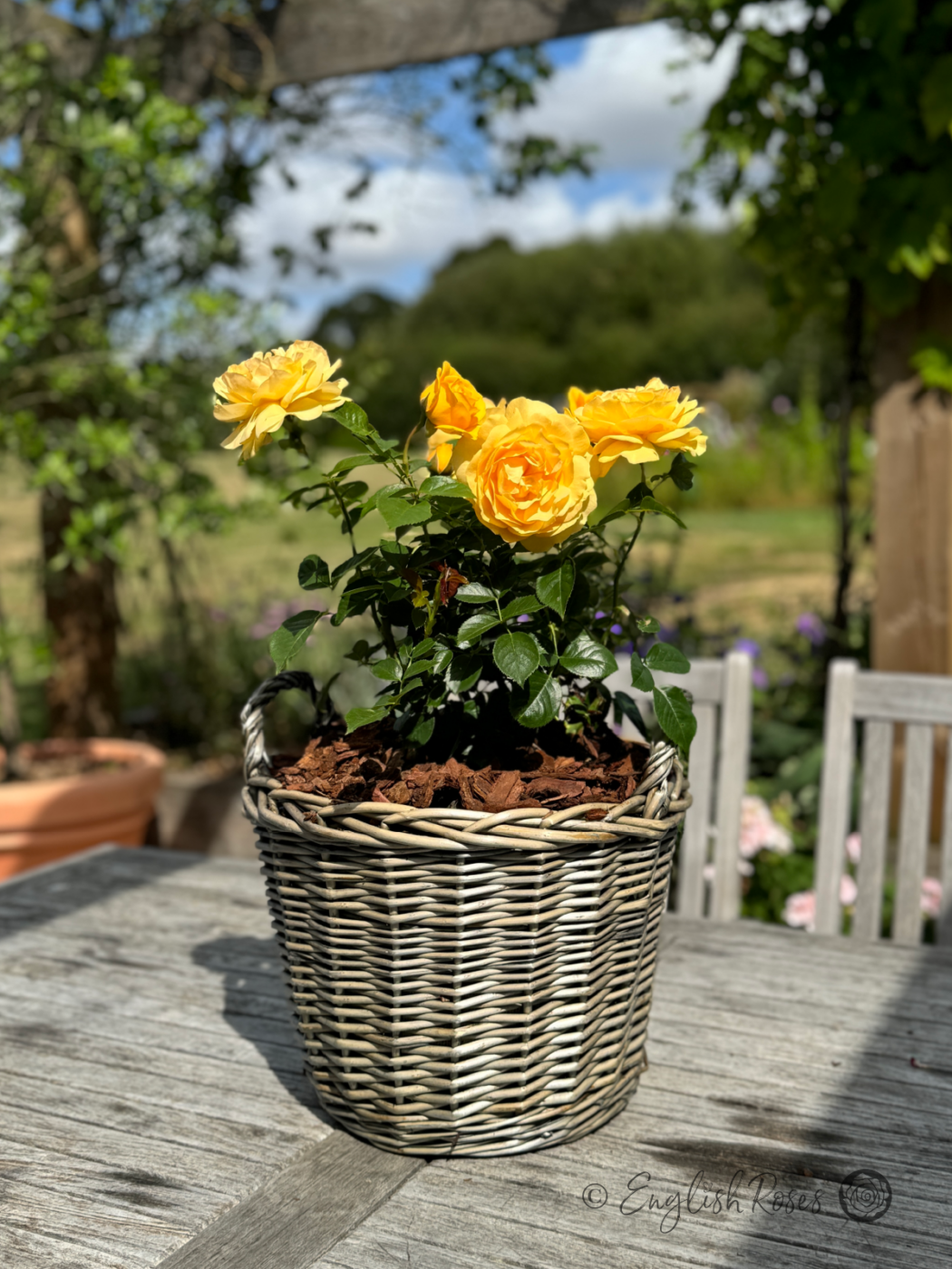 Absolutely Fabulous Rose - Yellow Floribunda Rose - A Willow Basket presentation of the Absolutely Fabulous rose adorned with bright, yellow blooms