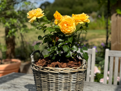 Gift Planted 80th Birthday Rose In Large Willow Basket Gift Planted 80th Birthday Rose In Large Willow Basket Image