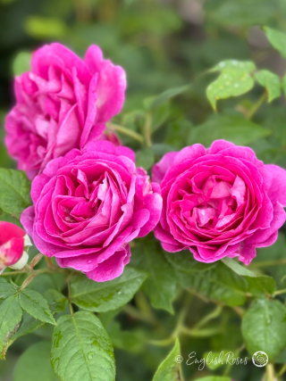 Adorable Parfuma Rose - Violet Pink Floribunda Rose - A close up photo of multiple violet pink blooms and green foliage