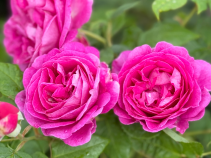 Remembering One In A Million - English Roses Memory Gift Remembering One In A Million - English Roses Memory Gift Image