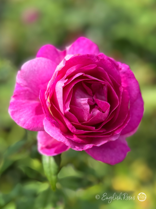 Adorable Parfuma Rose - Violet Pink Floribunda Rose - Close up photo of a single violet pink bloom