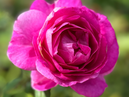 Adorable Parfuma Rose Adorable Parfuma Rose Image