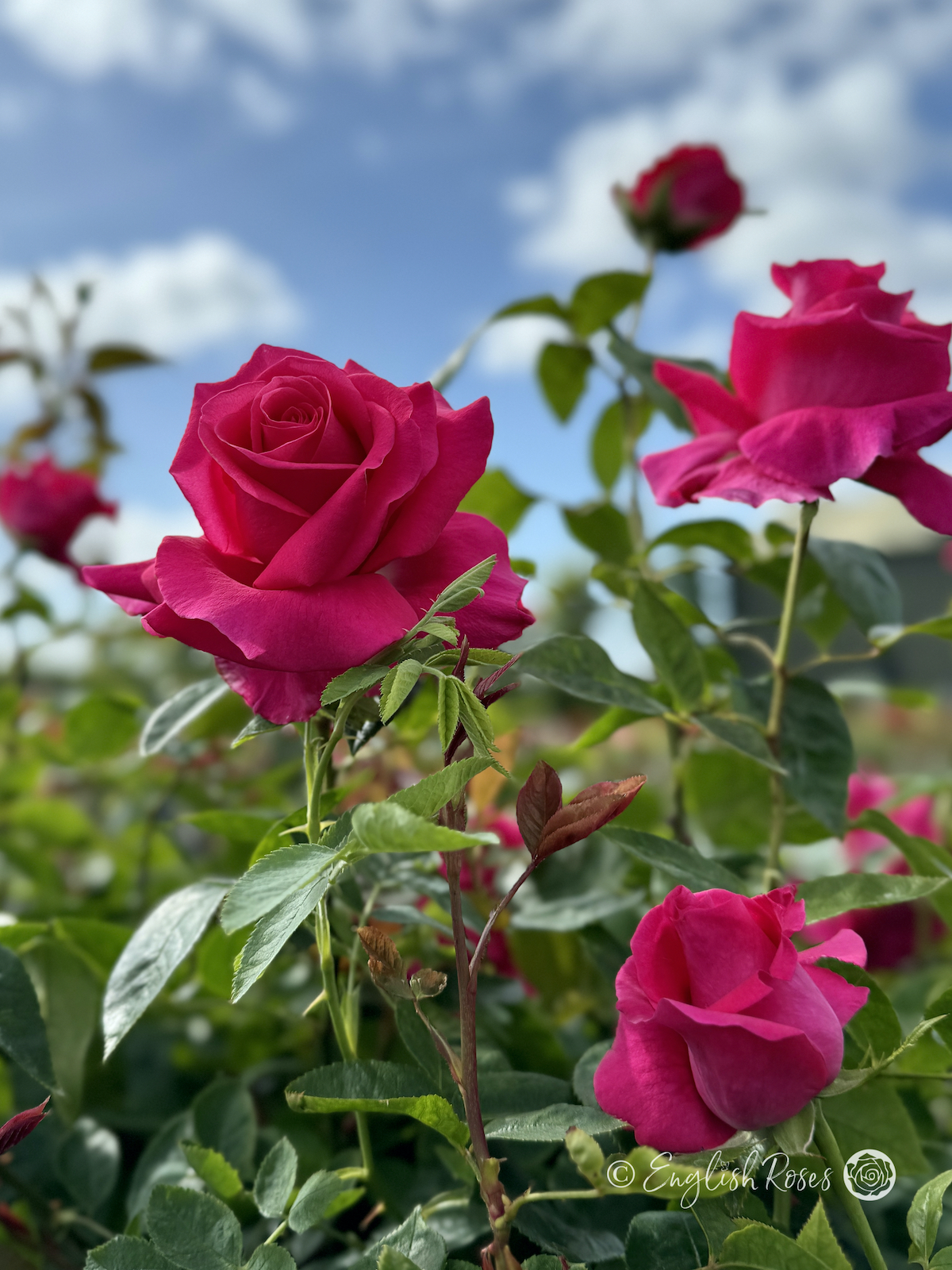 All My Loving Rose - Deep Pink Hybrid Tea Rose - Close up photo of multiple pink blooms