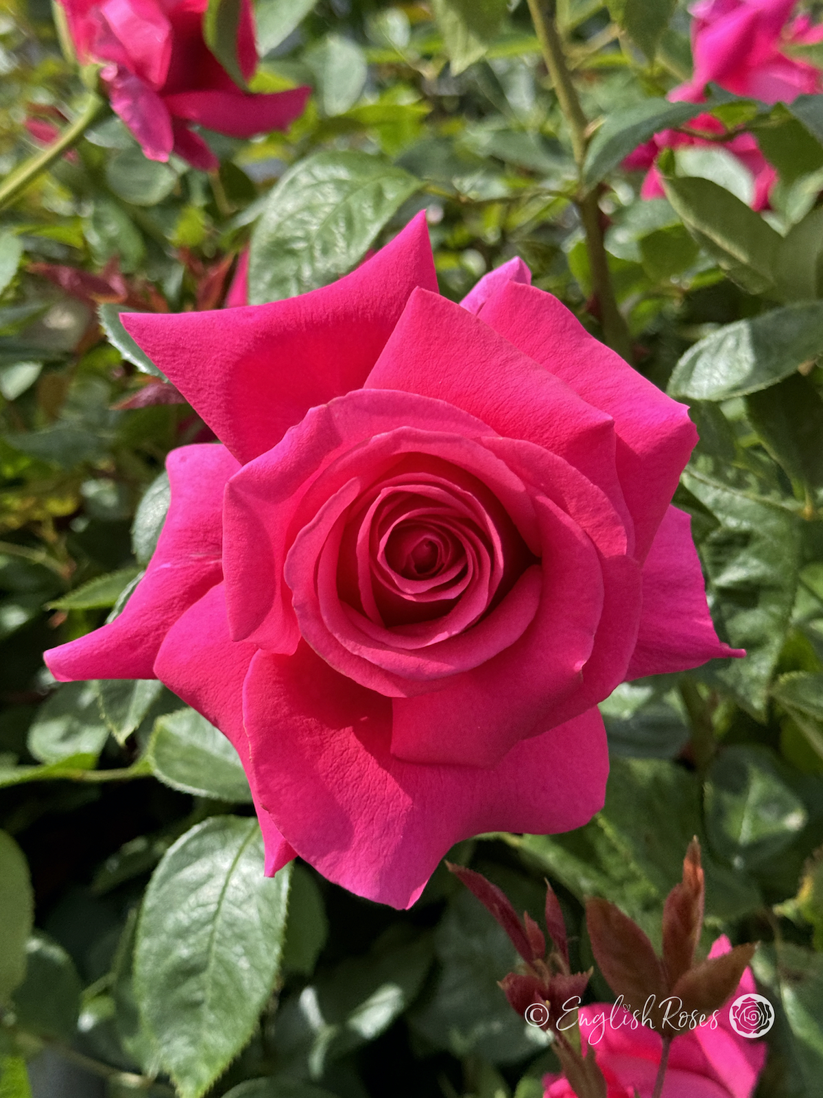 All My Loving - Deep Pink Hybrid Tea Rose - Close up photo of one pink open bloom