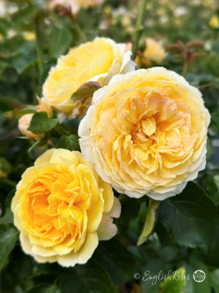 Belle De Jour Rose - Deep Yellow Floribunda Rose - Close up photo of two yellow blooms