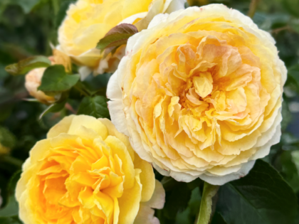 Belle De Jour Rose Belle De Jour Rose Image