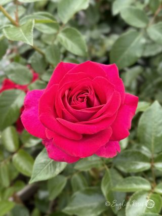 Belles Rives Rose - Cerise Pink Hybrid Tea Rose - A close up photo of one cerise pink open bloom