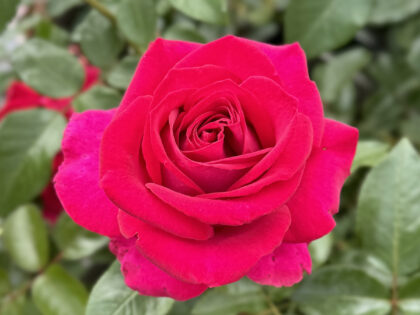 A Rose For Belle - English Roses Gift A Rose For Belle - English Roses Gift Image