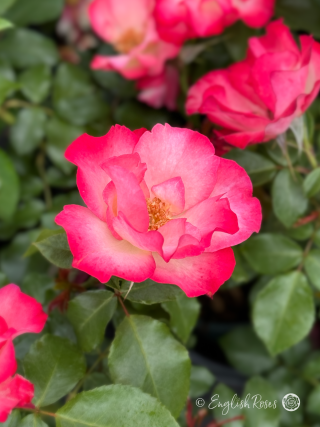 Birthday Girl Rose - Pink Floribunda Rose - A close up photo of a single pink bloom with additional blooms in the background