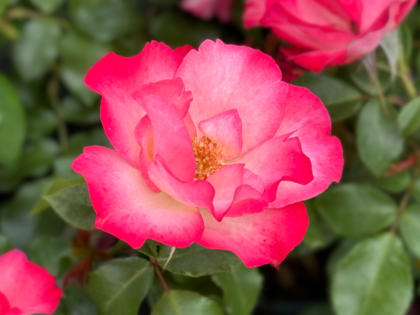 Birthday Girl Rose Birthday Girl Rose Image