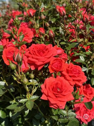 Birthday Wishes Rose - Red Patio Rose - A close up photo of a group of red blooms and buds