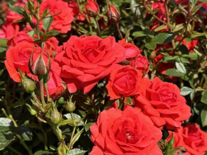 80th Birthday Gifts - Birthday Wishes Rose 80th Birthday Gifts - Birthday Wishes Rose Image