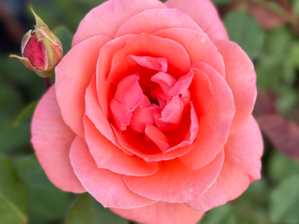 Blessings Rose Blessings Rose Image