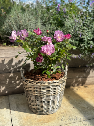 Blue For You Rose - Lilac Floribunda Rose - Willow Basket presentation of the rose bush with open, lilac blooms
