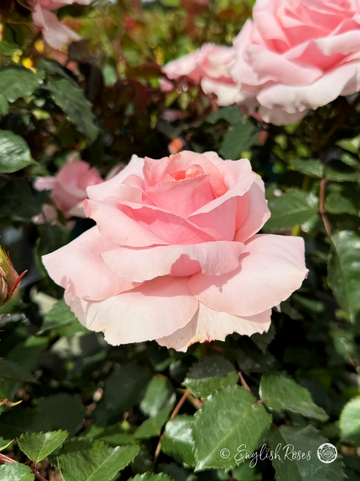 Bride and Groom Rose - Light Pink Hybrid Tea Rose - A close up photograph of one light pink bloom with additional blooms in the background