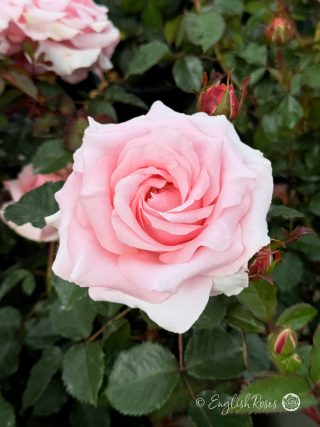 Bride and Groom Rose - Light Pink Hybrid Tea Rose - Close up photo of one light pink open bloom