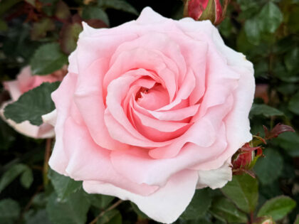 Bride and Groom Rose Bride and Groom Rose Image