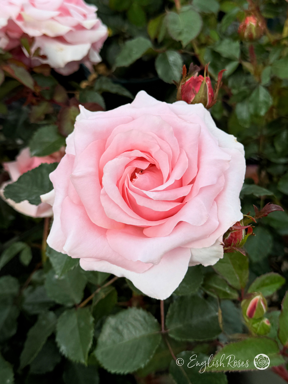 Bride and Groom Rose - Light Pink Hybrid Tea Rose - Close up photo of one light pink open bloom