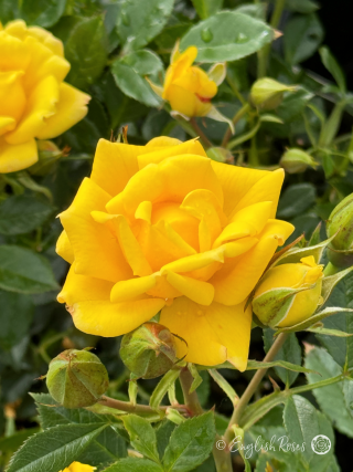 Bright Star Rose - Golden Yellow Patio Rose - Close up photo of one vibrant yellow bloom with buds