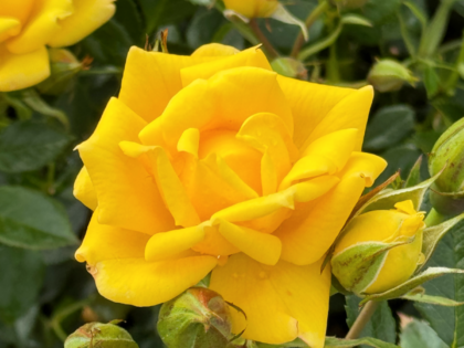 Bright Star Rose Bright Star Rose Image