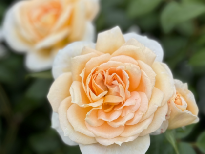 Champagne Moment Rose Champagne Moment Rose Image