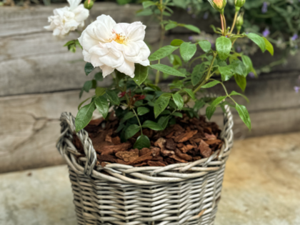 60th Birthday Rose In Large Willow Basket 60th Birthday Rose In Large Willow Basket Image