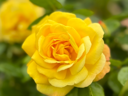 A Memorial Rose For A Special Dad - English Rose Gift A Memorial Rose For A Special Dad - English Rose Gift Image