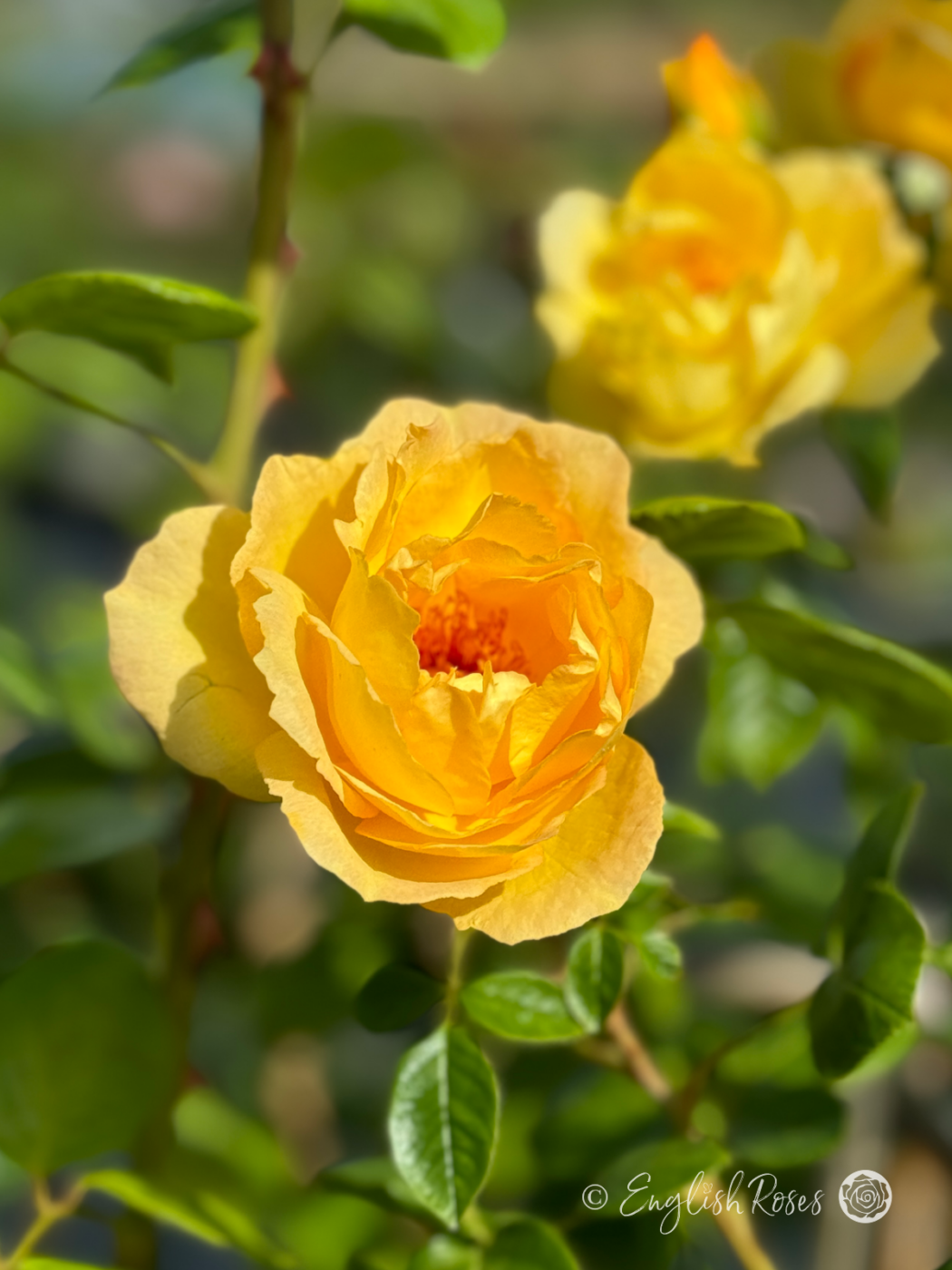 Climbing Arthur Bell Rose - Yellow Climbing Rose - Close up photo of one yellow bloom with additional blooms in the background