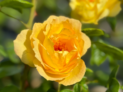 Climbing Arthur Bell Rose Climbing Arthur Bell Rose Image