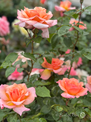 Compassion Rose - Coral Pink Climbing Rose - A close up photo of multiple coral pink blooms