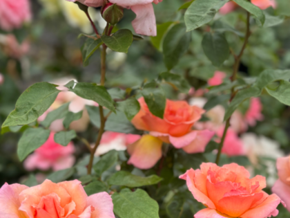 Compassion Rose Compassion Rose Image