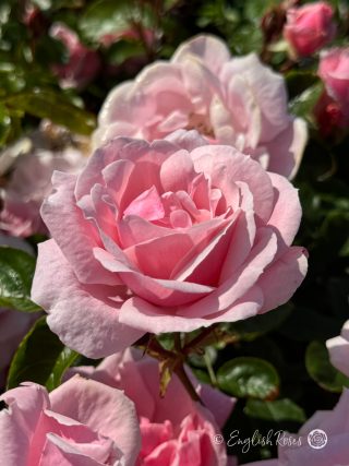 Compassionate Friend Rose - Light Pink Floribunda Rose - A close up photo of a group of light pink, open blooms