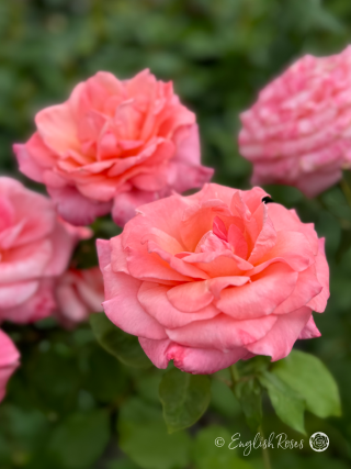 Congratulations Rose - Pink Hybrid Tea Rose - Close up photograph of multiple pink blooms