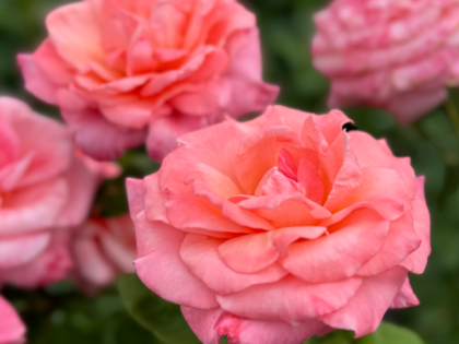 A Rose For Sylvia - English Roses Gift A Rose For Sylvia - English Roses Gift Image