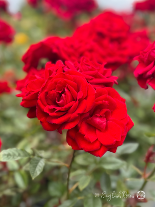 Crimson Sweet Dream Rose - Crimson Red Patio Rose - Close up photograph of multiple red blooms