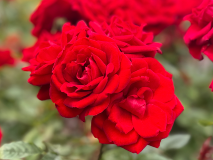 Crimson Sweet Dream Rose - Bereavement Gift Crimson Sweet Dream Rose - Bereavement Gift Image