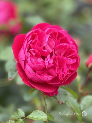 Deep Love Rose - Red Climbing Rose - A close up photo of one raspberry red bloom