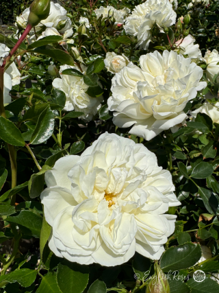 Diamond Dad Rose - White Floribunda Rose - Close up photo of multiple white blooms with lush foliage and buds