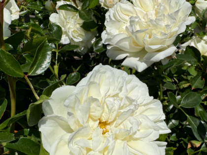 Diamond Dad Rose Diamond Dad Rose Image