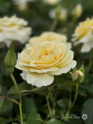 Diamond Days Forever Rose - White Floribunda Rose - Close up photo of one white bloom with buds