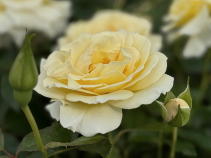 Diamond Days Forever Rose Diamond Days Forever Rose Image