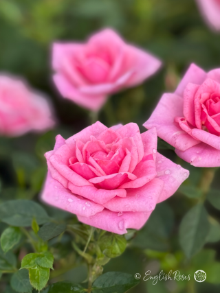 Diamond Wishes Rose - Pink Patio Rose - Close up photo of multiple pink blooms