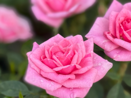 Misty Rose Misty Rose Image