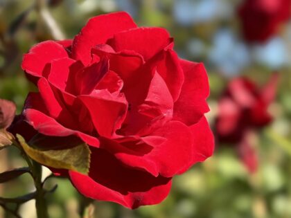 Dublin Bay Rose Dublin Bay Rose Image