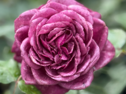 Ebb Tide Rose Ebb Tide Rose Image